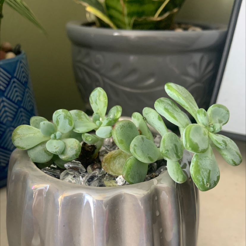 Pachyphytum Baby Finger succulent in a metallic pot with healthy, fleshy leaves.