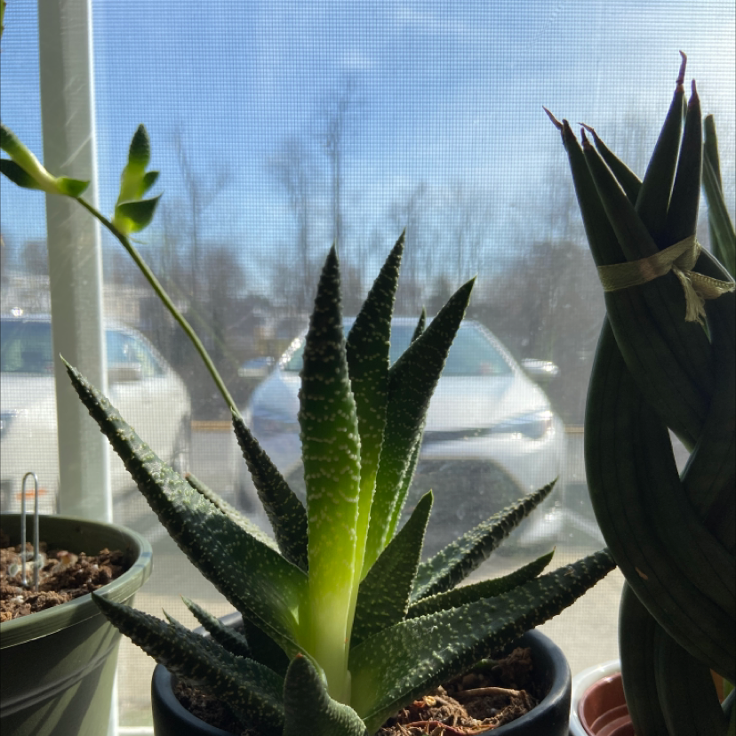 Healthy Fairy Washboard succulent plant with striped dark green leaves in a bright window, alongside other plants.