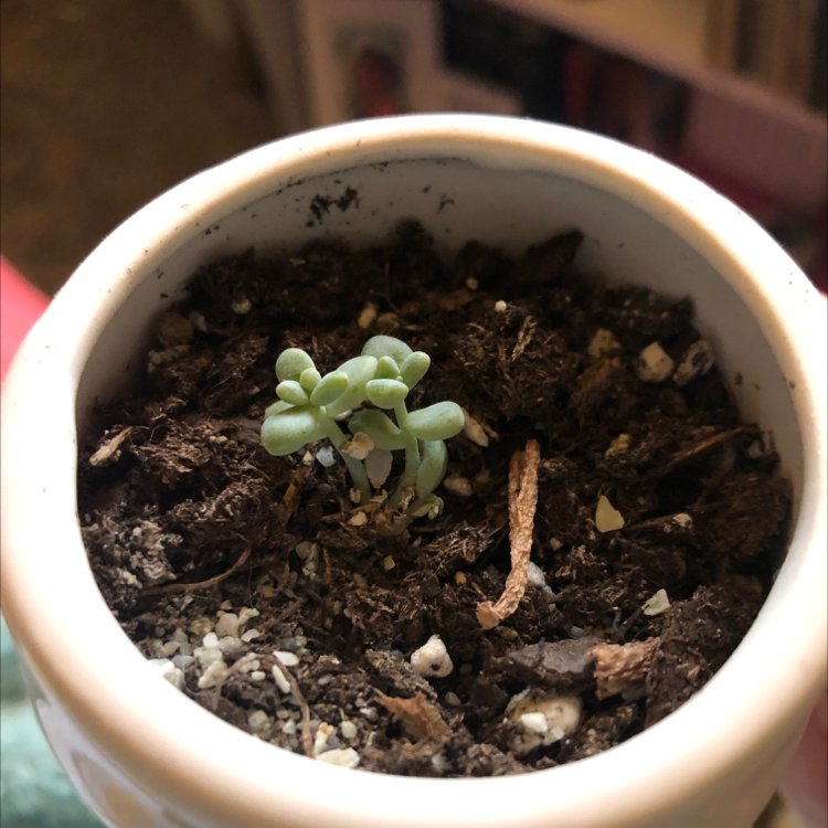 Small Echeveria 'Topsy Turvy' plant in a pot with visible soil, early growth stage.