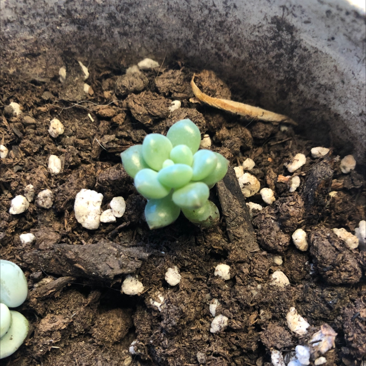 Echeveria 'Topsy Turvy' succulent in well-draining soil, healthy appearance.