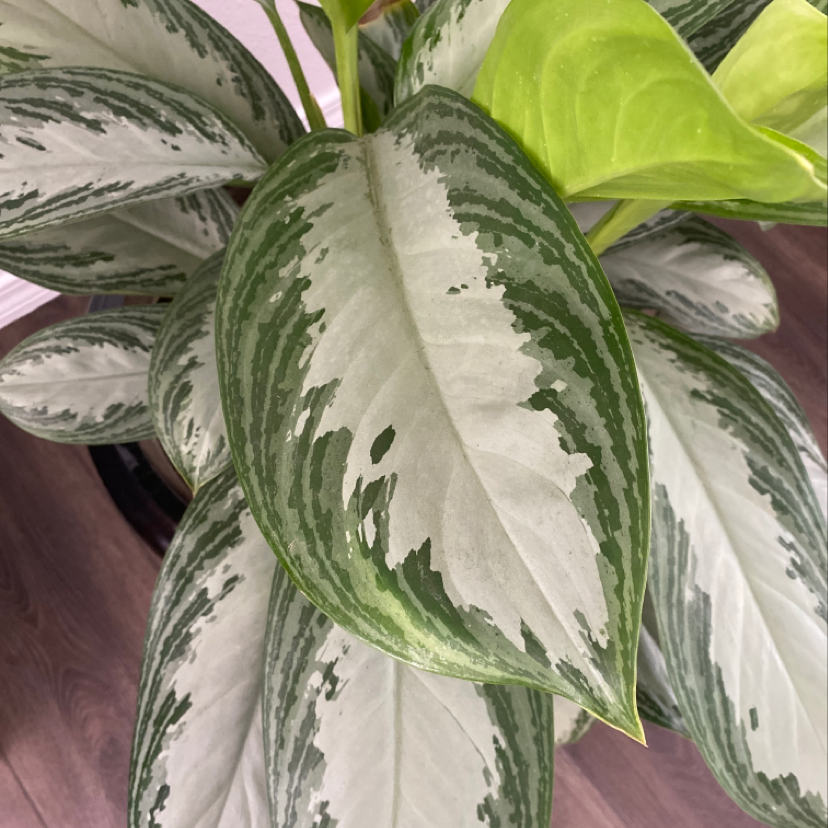 Close-up of healthy variegated Aglaonema leaves with glossy white and green patterns, one leaf showing slight yellowing.