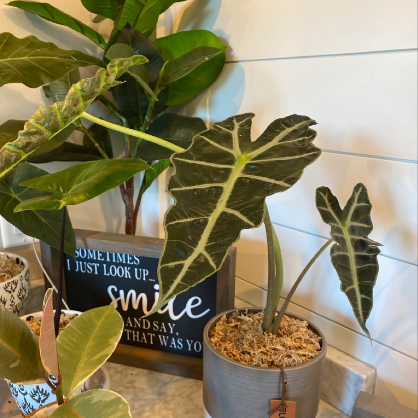 Healthy Blushing Philodendron with vibrant red and green leaves in a gray pot with an inspirational quote sign.