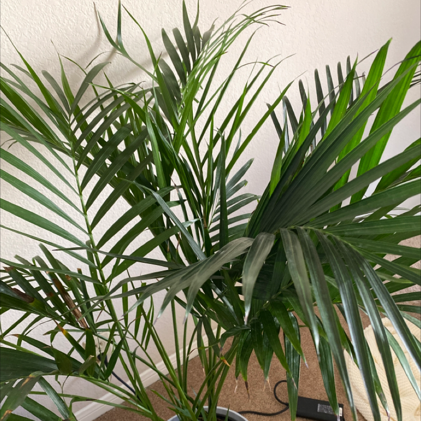 Close up of a lush, thriving cat palm plant with vibrant green fronds, well-framed against a white background.
