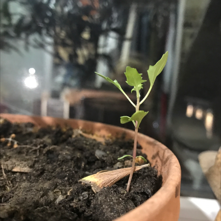 A young Lateflowering Goosefoot plant in a pot with visible soil.