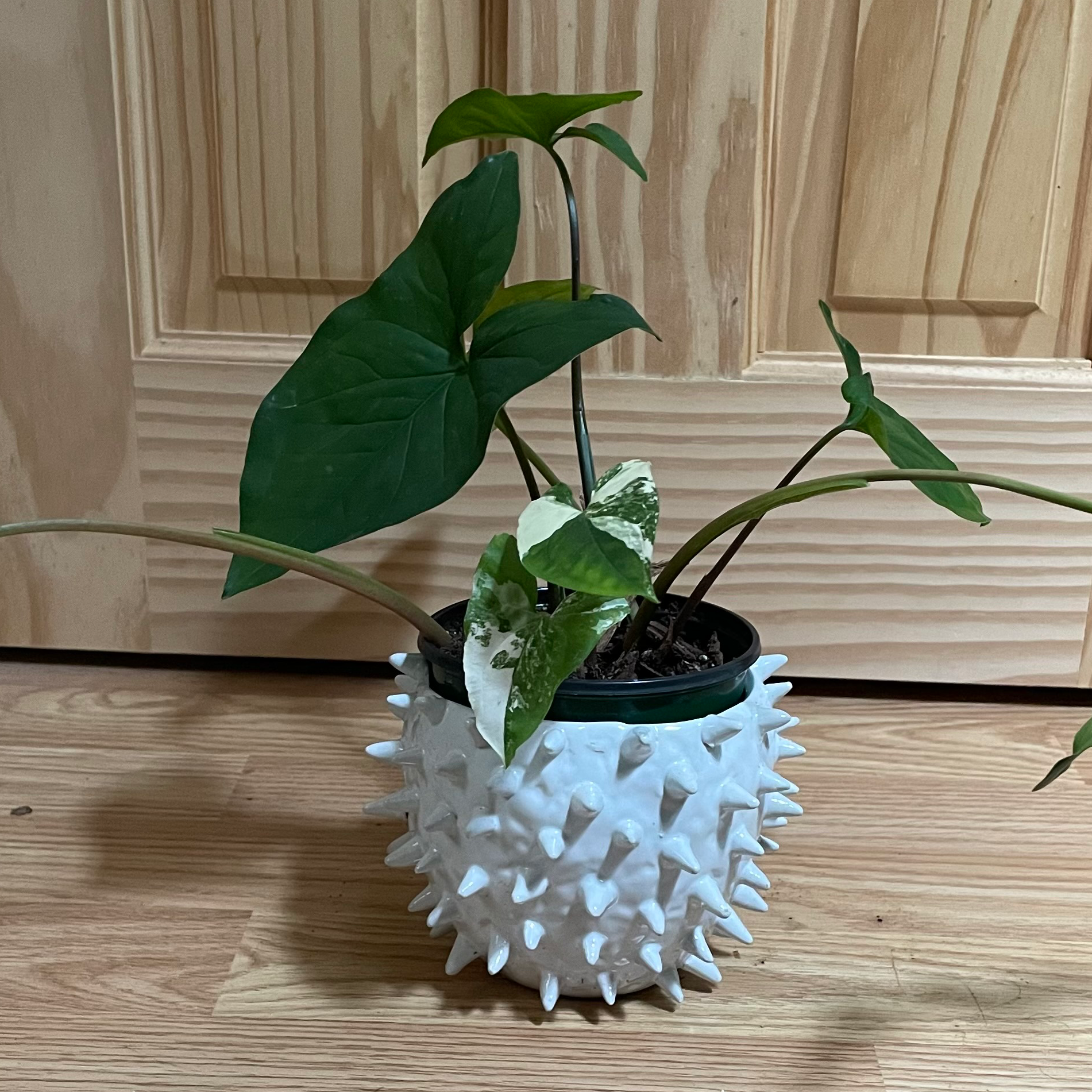 Variegated Arrowhead Vine in a white spiked pot with healthy green and variegated leaves.