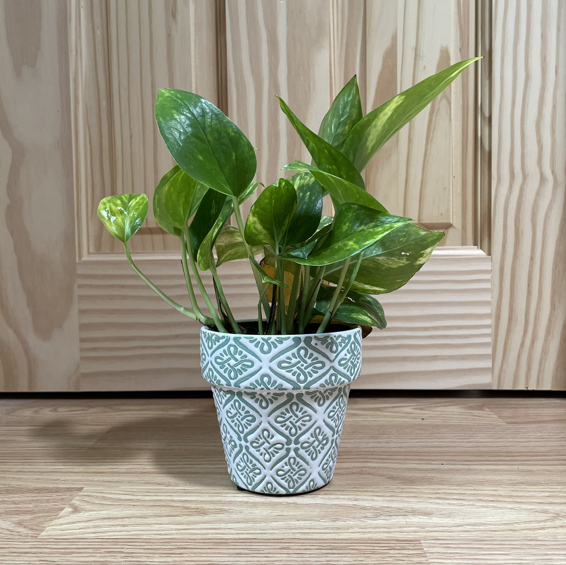 Taro Vine plant photo by @kellyshea named Pollux on Greg, the plant care app.
