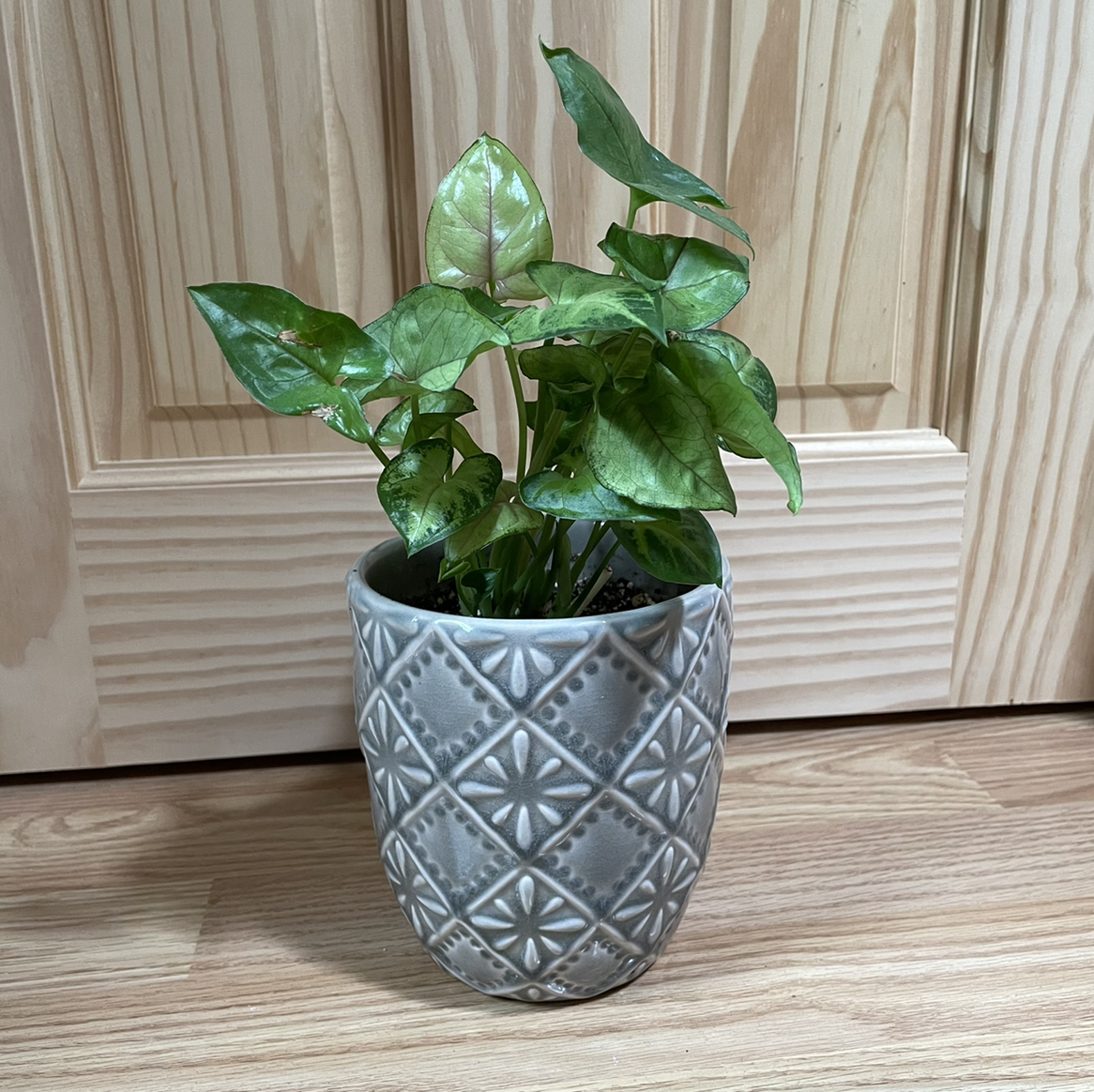 Photo of the plant species Syngonium 'Berry' by @kellyshea named Rhea on Greg, the plant care app