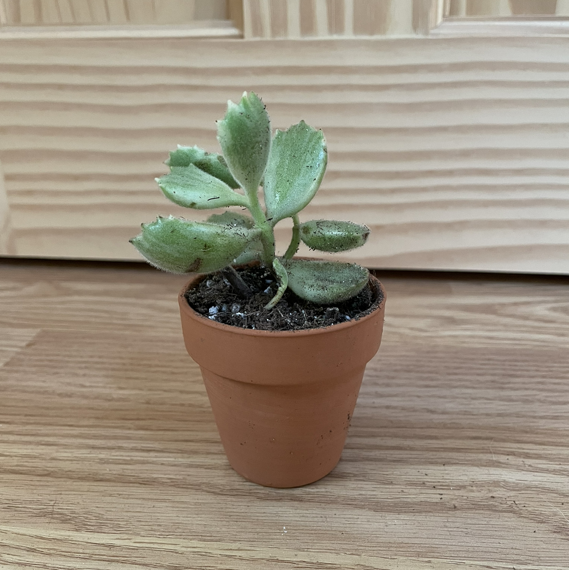 Photo of the plant species Variegated Bear's Paw by @kellyshea named Arcas on Greg, the plant care app