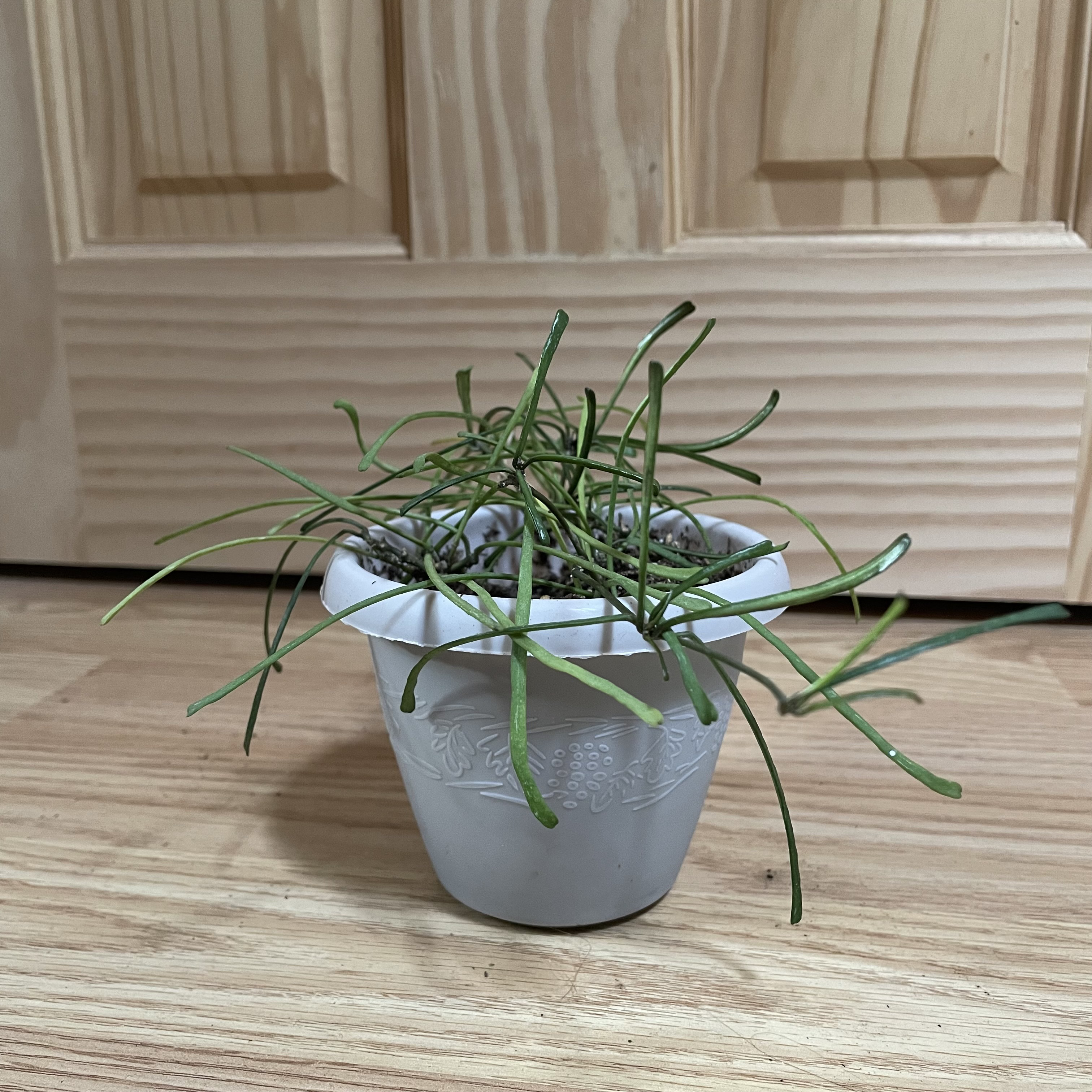 Potted Grass-leaved Hoya plant with long, thin leaves in a white pot on a wooden floor.