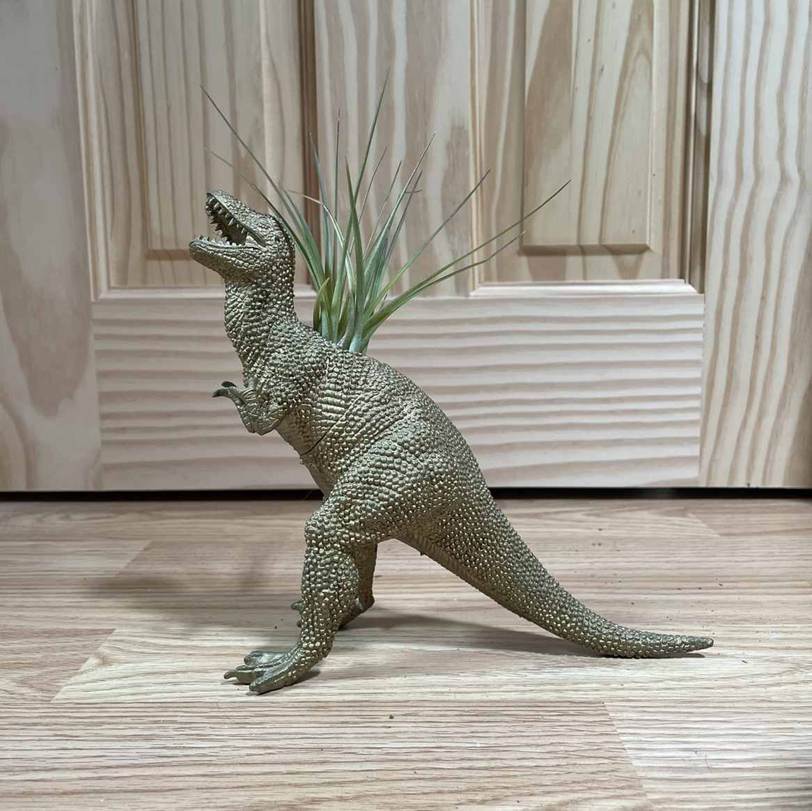 Fishbone Air Plant plant photo by @kellyshea named ZZ - Dina on Greg, the plant care app.