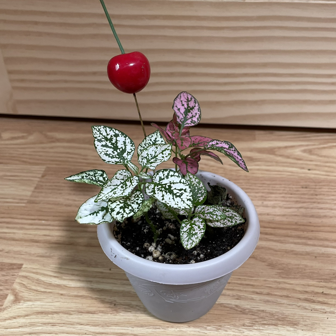Polka Dot Plant plant photo by @kellyshea named Cassiopia￼ on Greg, the plant care app.
