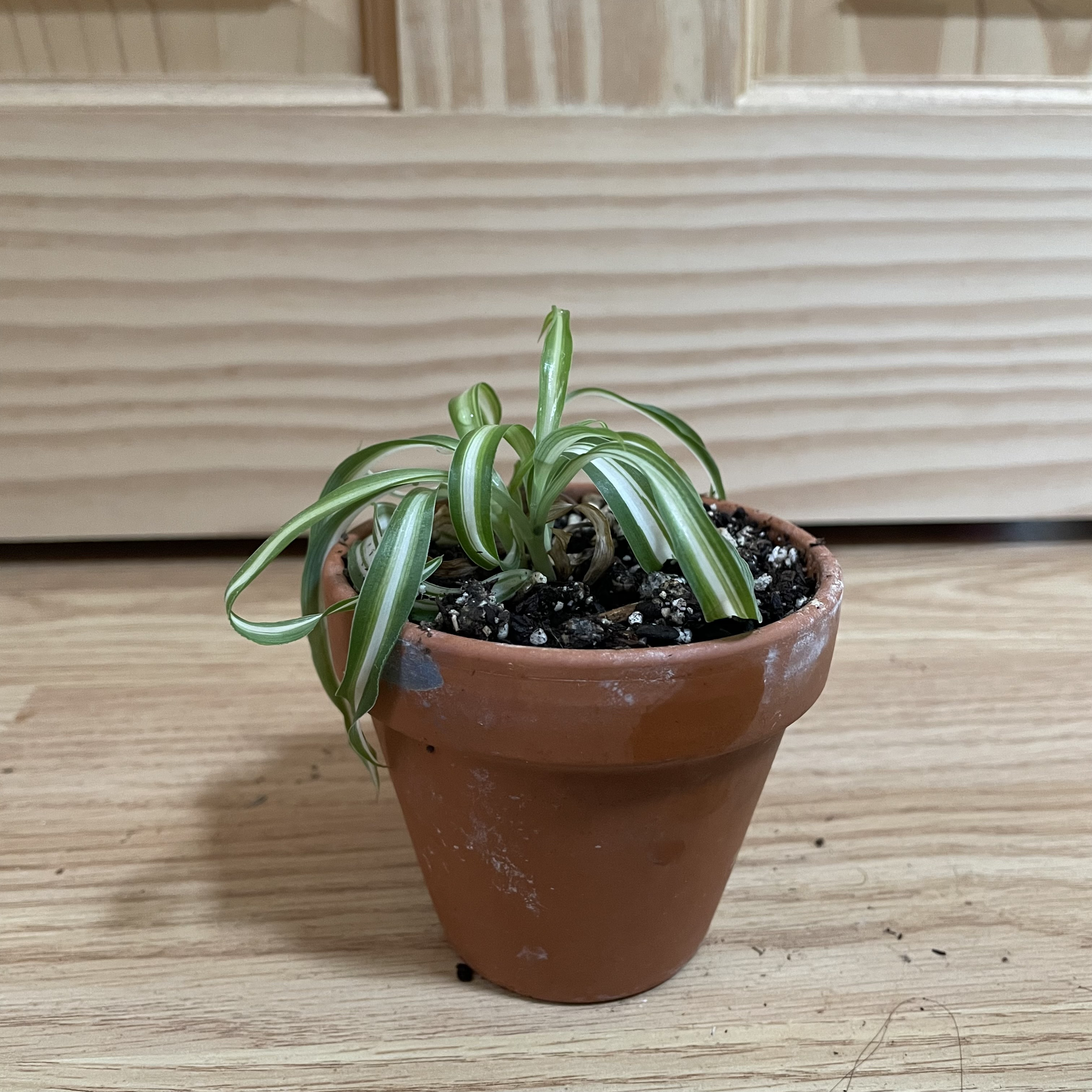 Curly Spider Plant in a terracotta pot with visible soil.