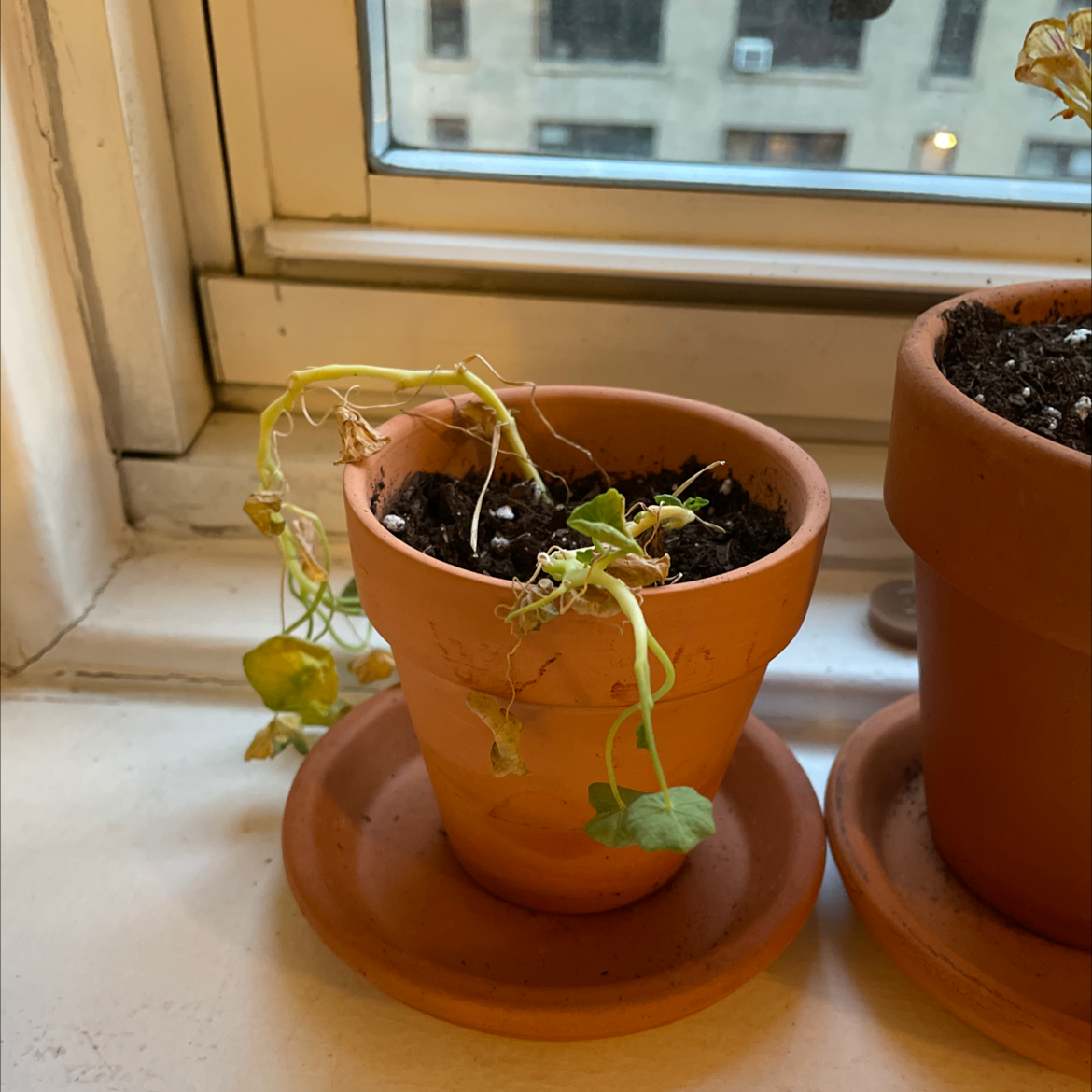 Potted Marvel of Peru plant with wilted, discolored leaves and visible soil.