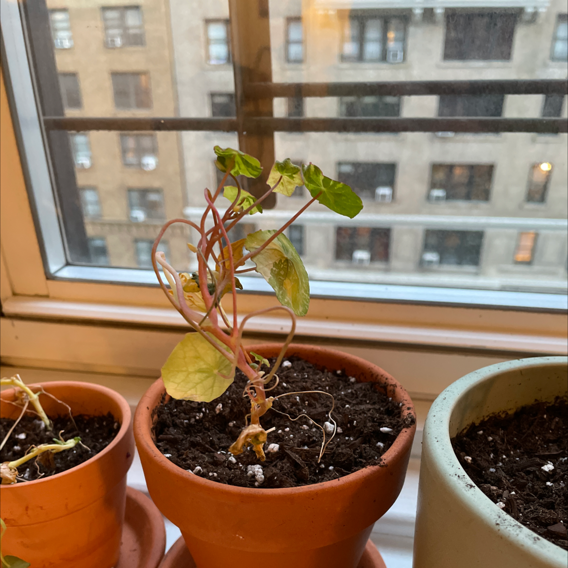 Potted Garden Nasturtium on a windowsill with some yellowing and browning leaves.