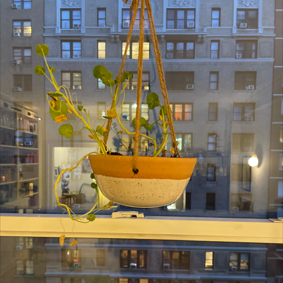 Hanging potted Garden Nasturtium plant indoors with yellowing and browning leaves.