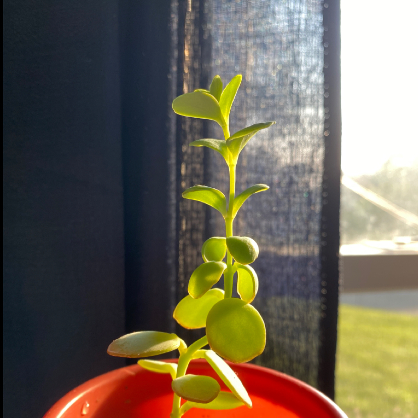 Marnier's Kalanchoe plant in a red pot with vibrant green leaves, sunlight in the background.