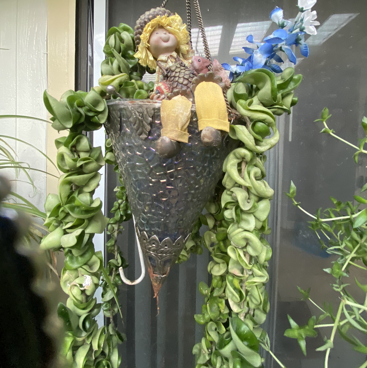 Hoya carnosa 'Compacta' plant photo by @sdpage27 named Queen on Greg, the plant care app.