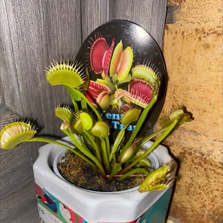 Venus Fly Trap plant in Centennial Park, New South Wales