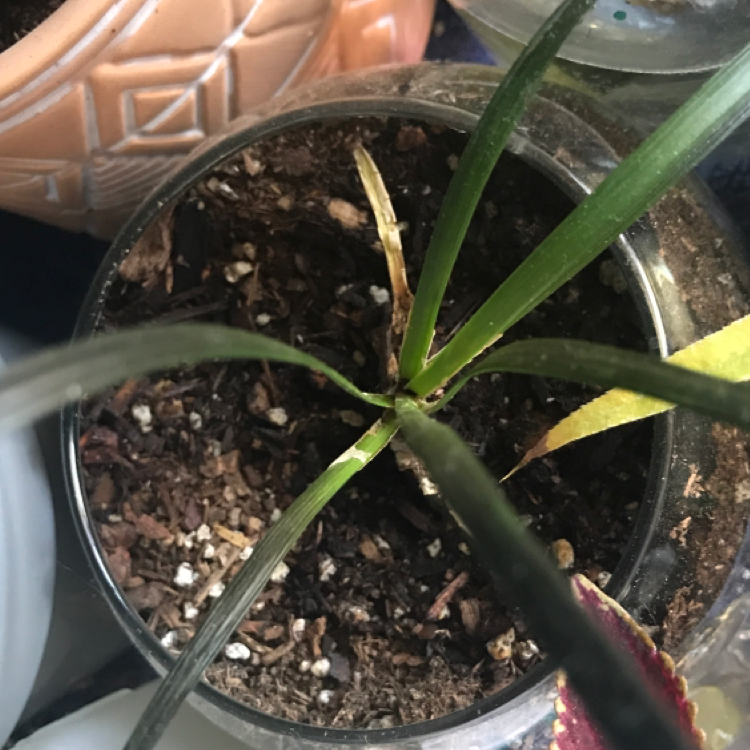 Ophiopogon planiscapus plant photo by Chris named Your plant on Greg, the plant care app.