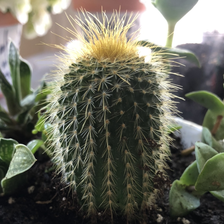 Photo of the plant species Parodia Leninghausii by @pastel.emo.411 named Sour Patch Kid on Greg, the plant care app