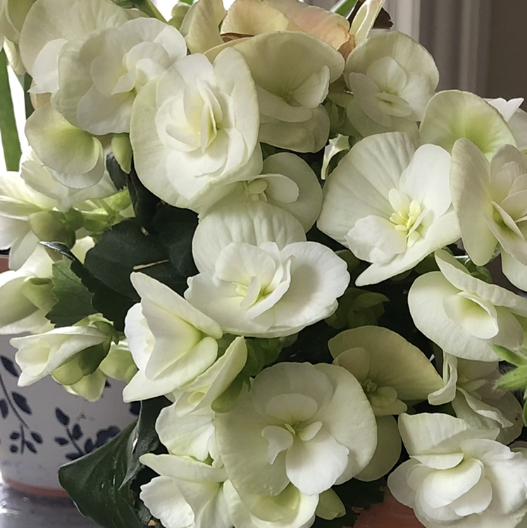 Hiemalis Begonia plant photo by @pastel.emo.411 named Frosting on Greg, the plant care app.