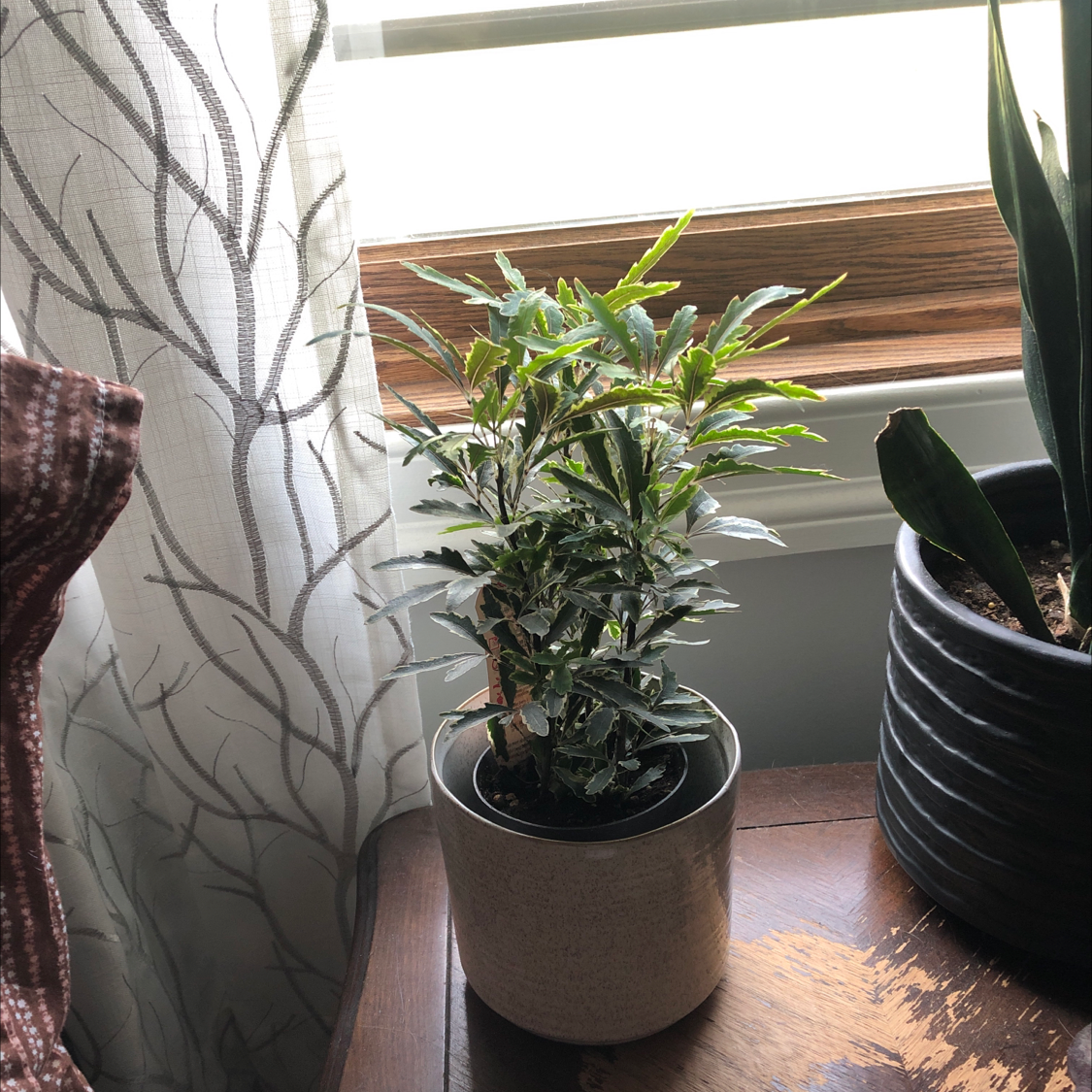 Schefflera Elegantissima plant photo by Riley named Goofy on Greg, the plant care app.