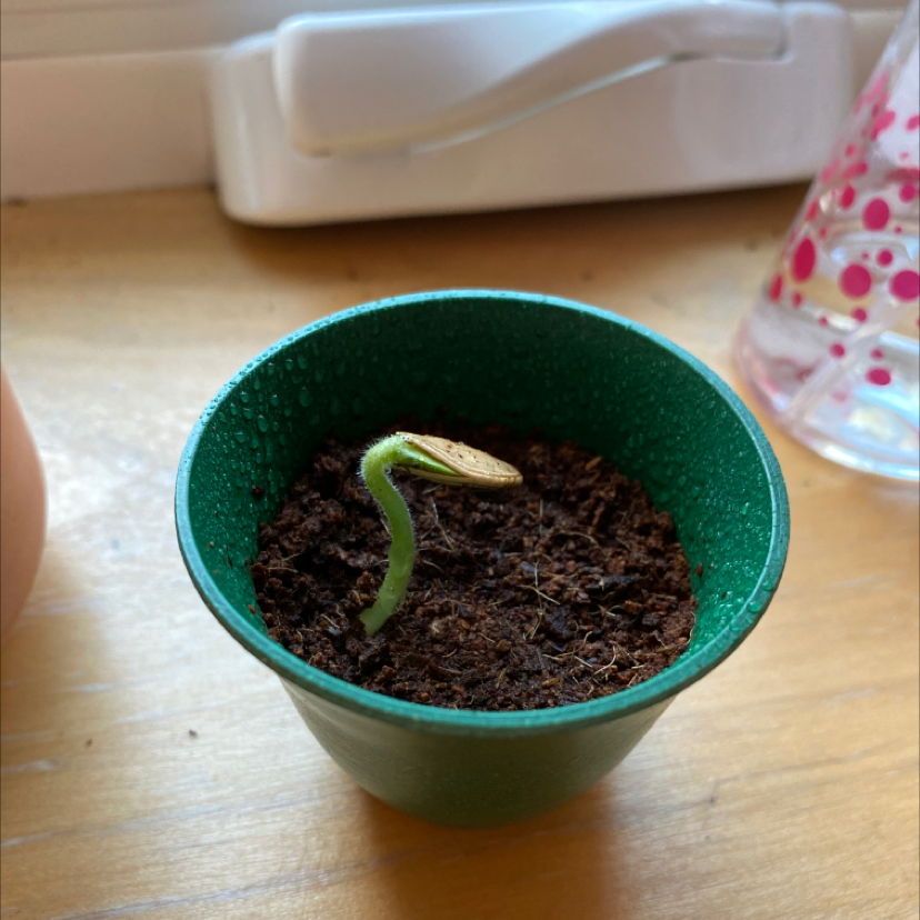 🌱 How Do I Propagate My Summer Squash?