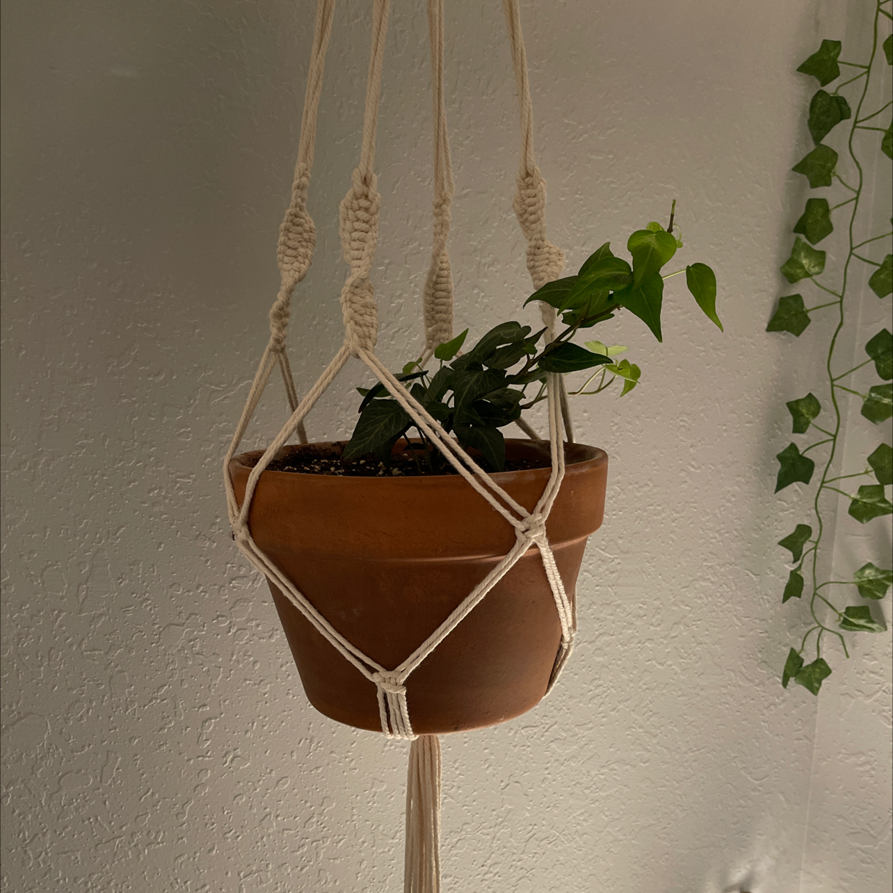 Variegated ivy plant in a hanging pot with green leaves, no visible health issues.