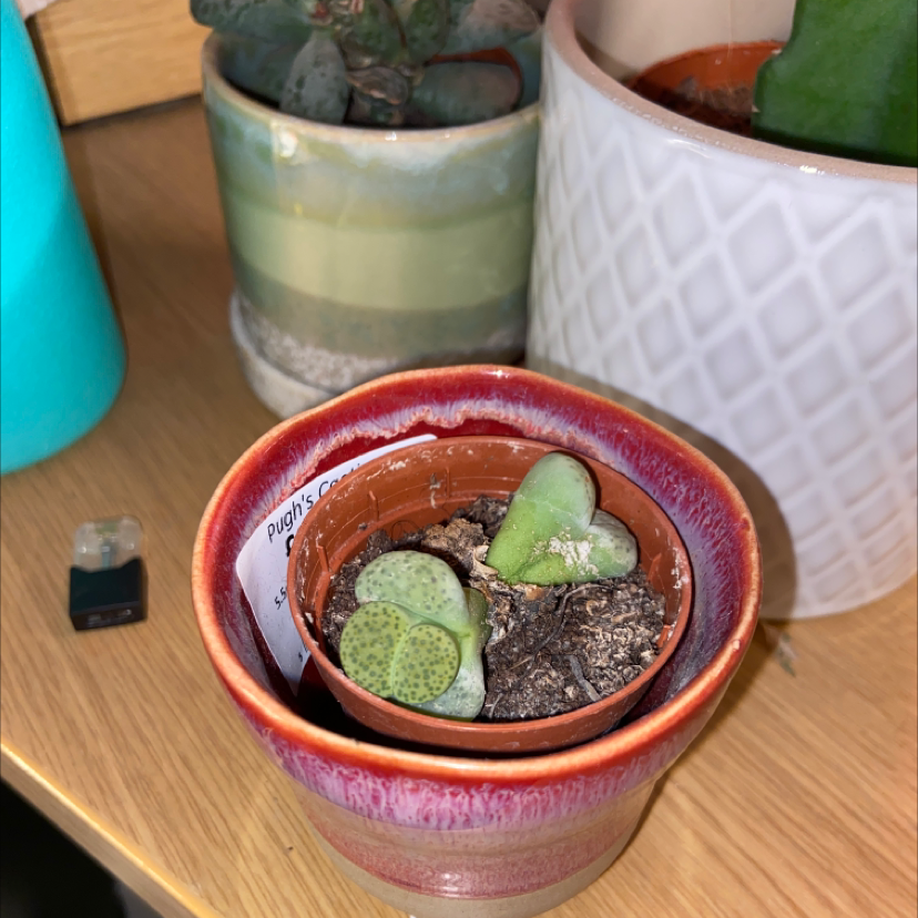 Photo of the plant species Living Stones by Kitty named Your plant on Greg, the plant care app