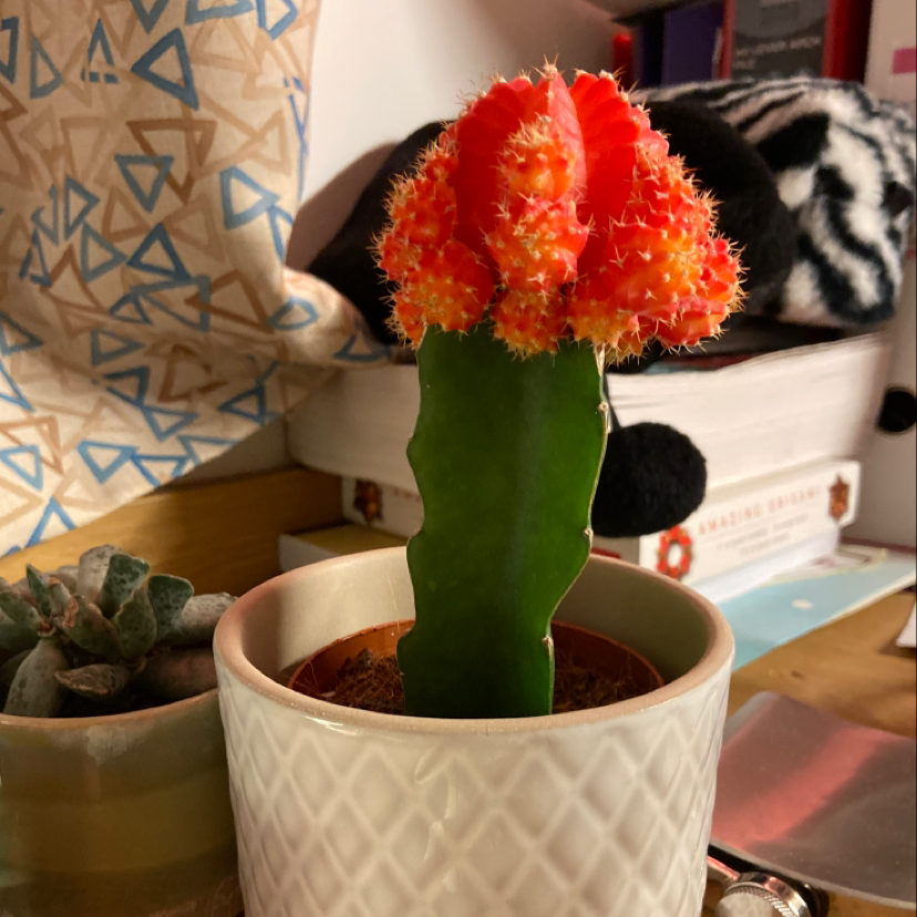 Moon Cactus plant photo by Kitty named June June Hannah on Greg, the plant care app.