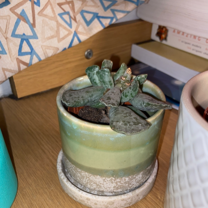 Calico Hearts plant photo by Kitty named Benny on Greg, the plant care app.