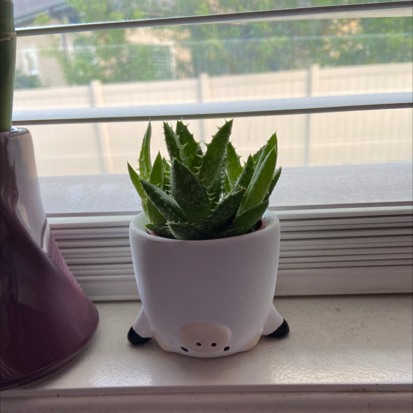 Photo of the plant species Short-Leaved Aloe by @simple_bex named peridot on Greg, the plant care app