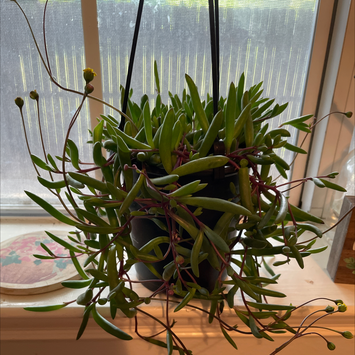 Hanging String of Pickles plant with elongated, succulent leaves in a black pot.