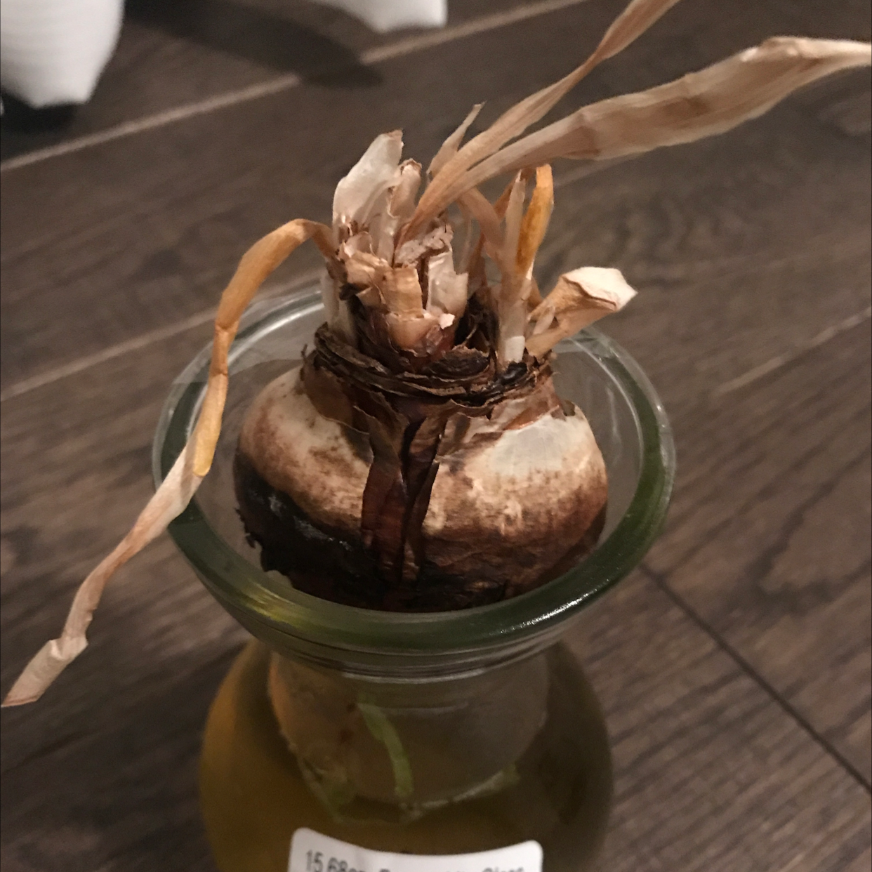 Paperwhite plant bulb in a glass container with water, showing dry and brown leaves.