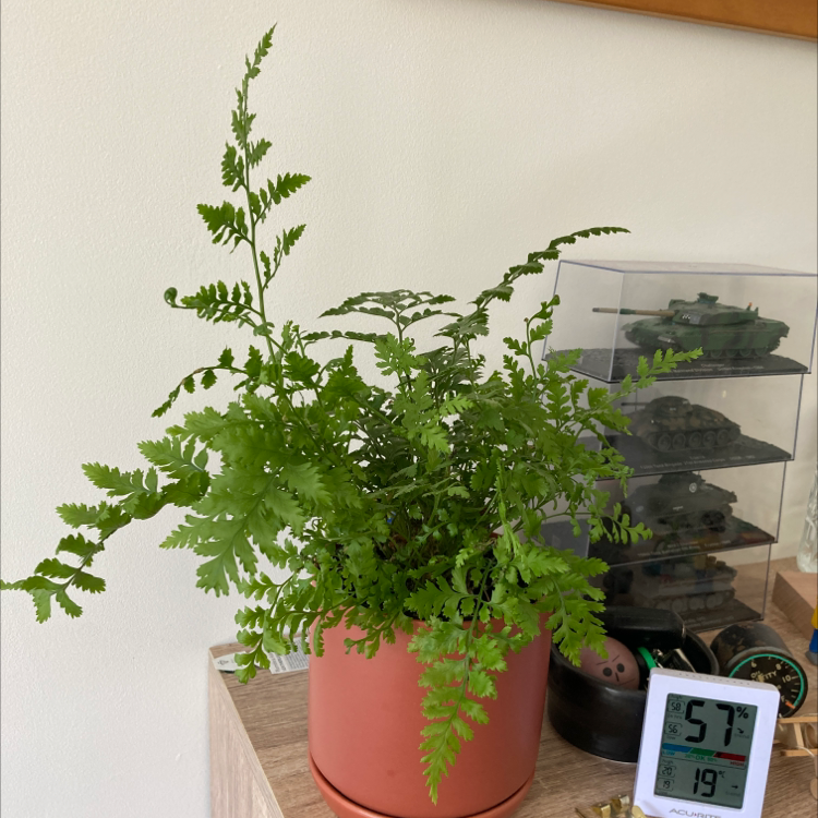 Photo of the plant species Rumohra Adiantiformis by @jameshoare named Achilles on Greg, the plant care app