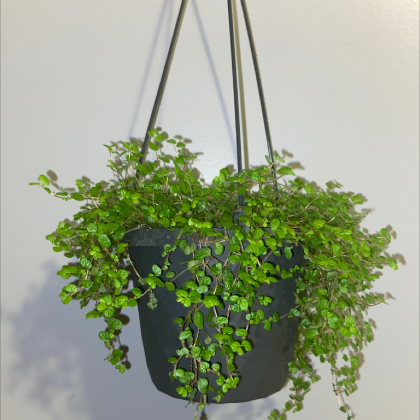 Photo of the plant species Baby's Tears by @gracecastillo named opal on Greg, the plant care app