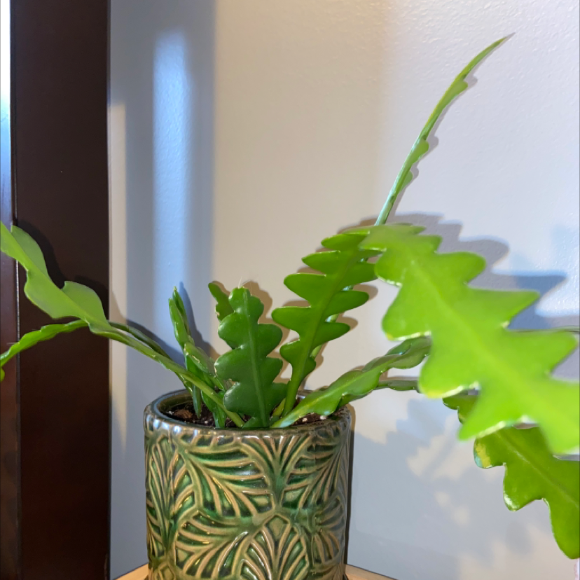 Photo of the plant species Selenicereus Anthonyanus by @gracecastillo named ruby on Greg, the plant care app