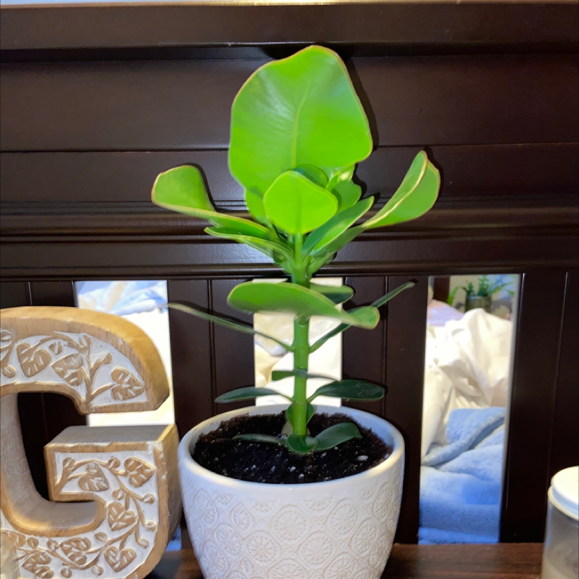 Potted Autograph Tree with healthy green leaves in a white pot.