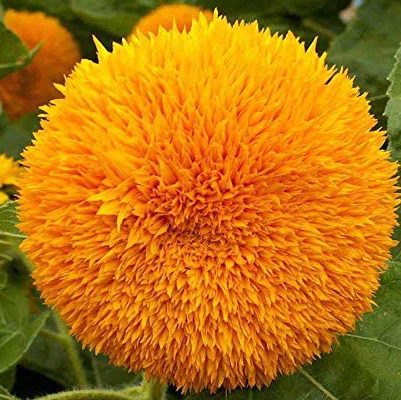 Photo of the plant species Teddy Bear Sunflower by @unsiz named Teddy Bear on Greg, the plant care app