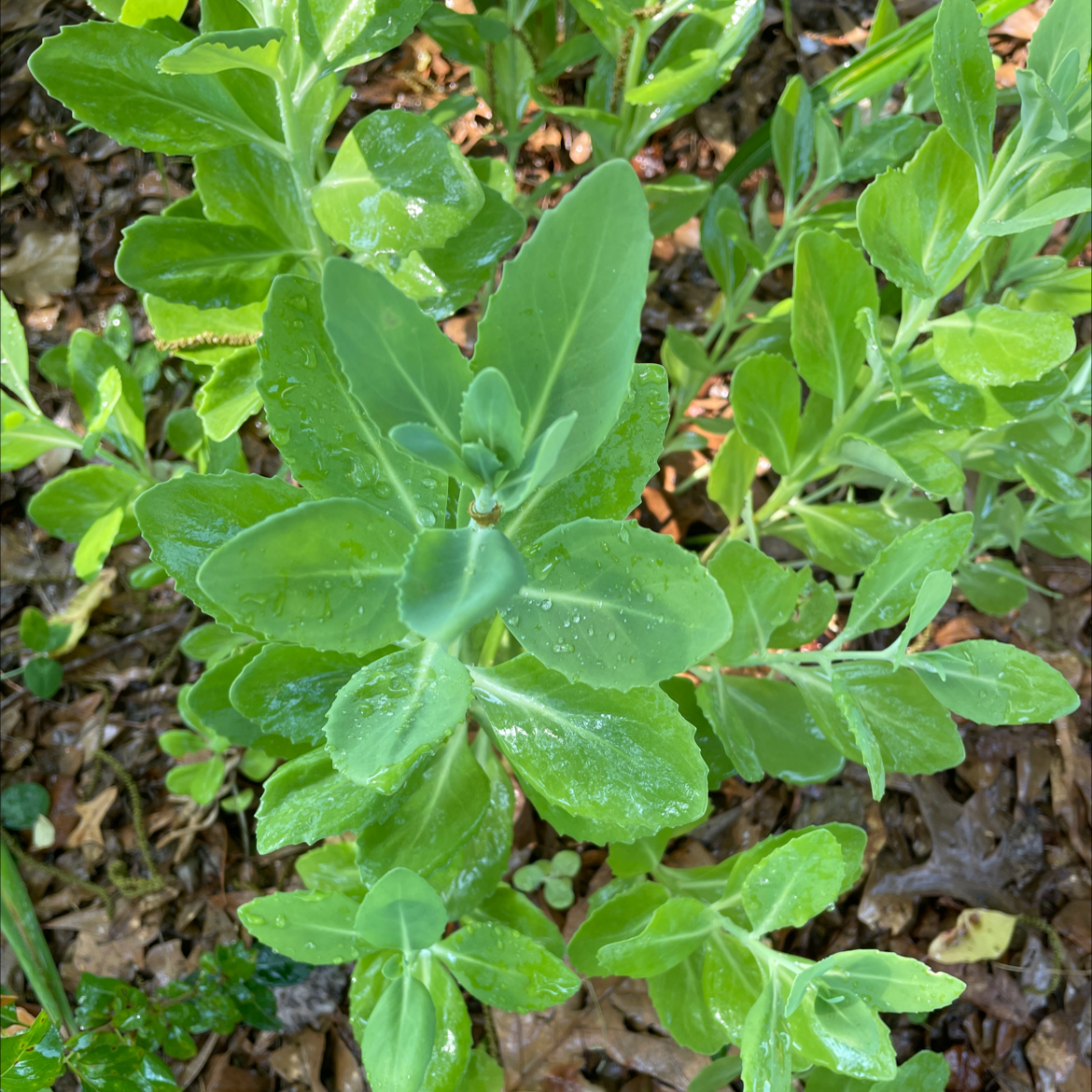 Healthy, thriving Showy Stonecrop succulent with bright green leaves and yellow flowers, planted in soil.