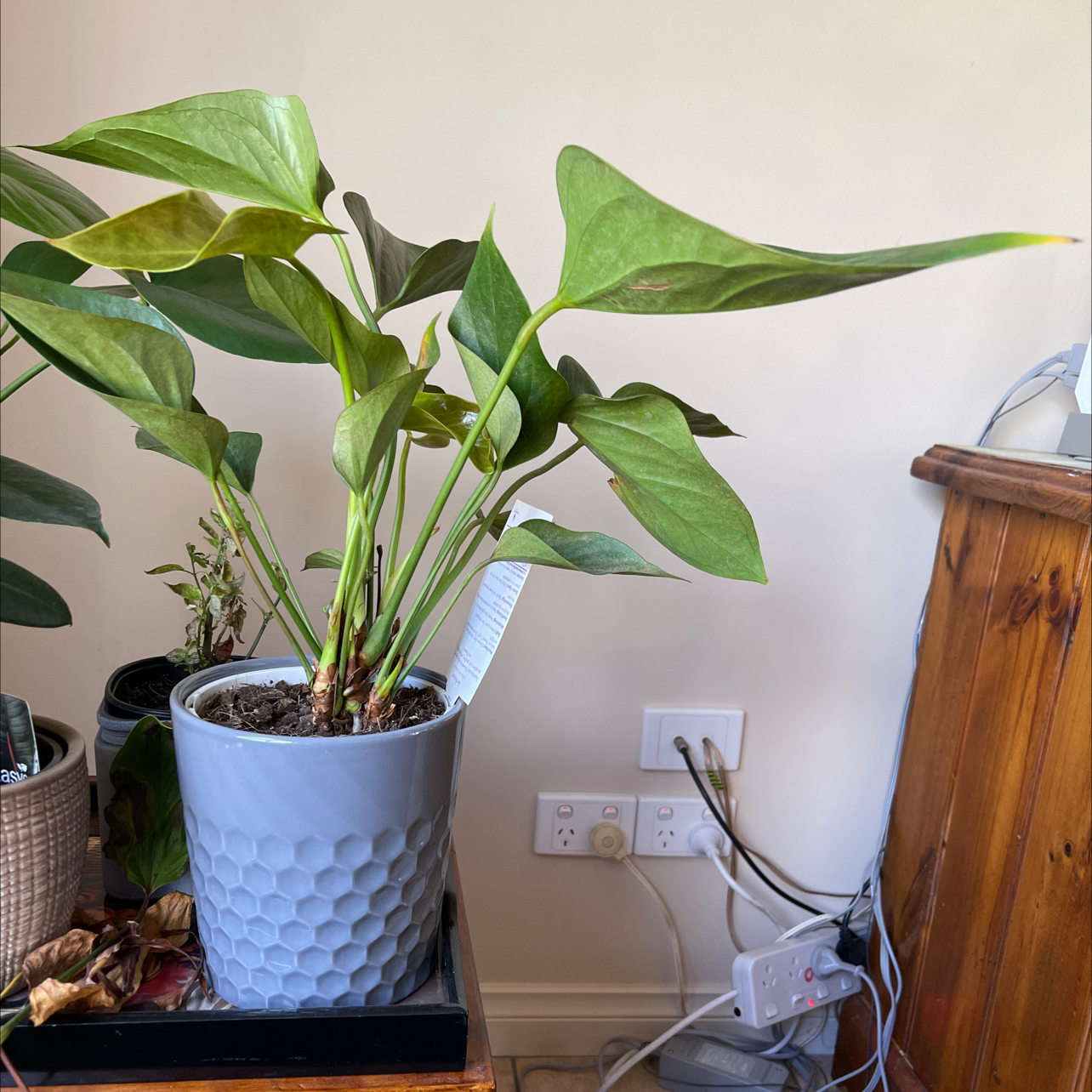 🌞 Does My Anthurium magnificum Need Direct Sunlight?