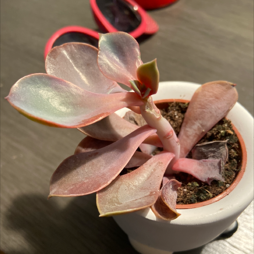 Echeveria 'Purple Pearl' succulent in a small pot with some leaf discoloration.