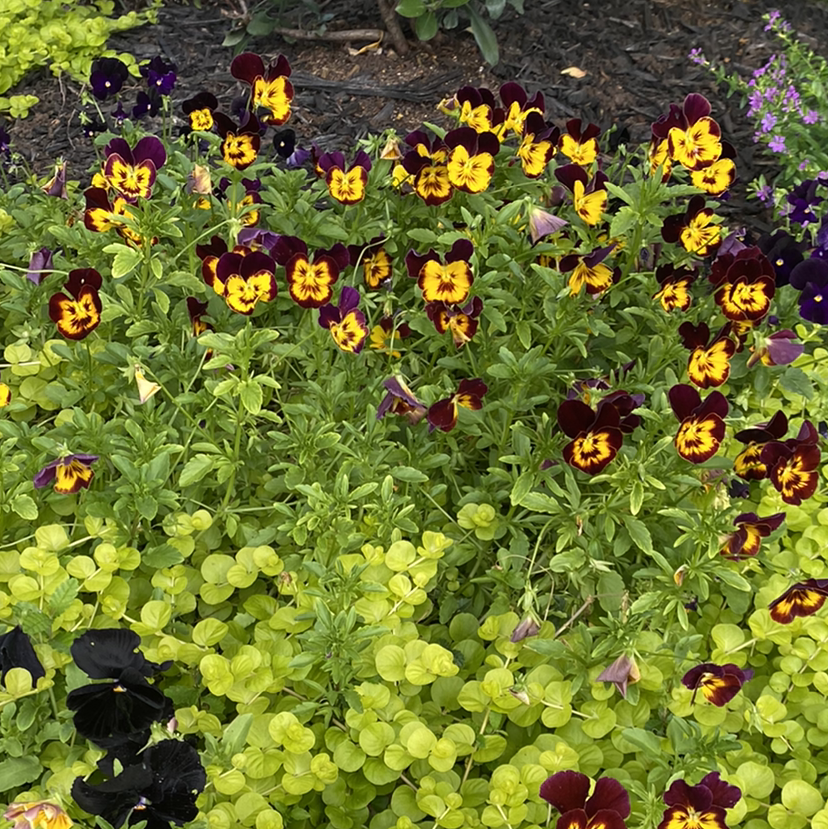 Cluster of healthy Wild Pansy plants with vibrant yellow and purple flowers.