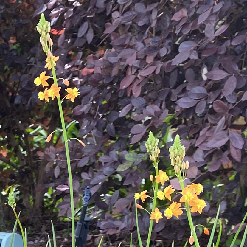 Orange Bulbine plant with tall stems and orange flowers against dark purple foliage.
