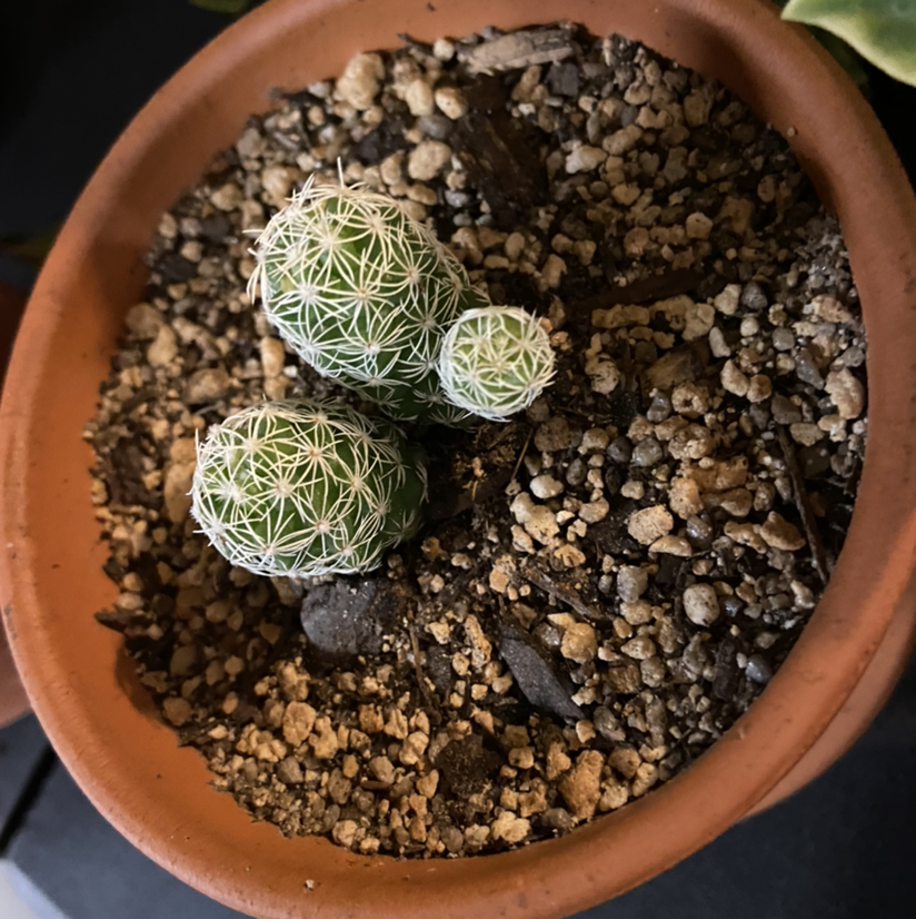 Missouri Foxtail Cactus in a terracotta pot with well-draining soil.