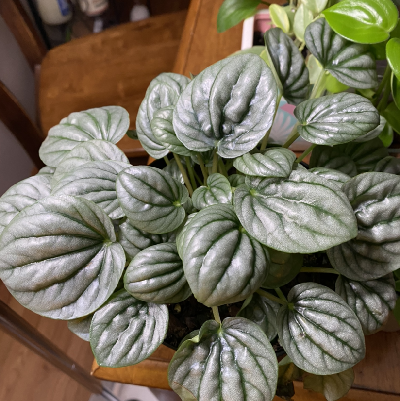 Healthy Emerald Ripple Peperomia plant with vibrant, textured leaves.