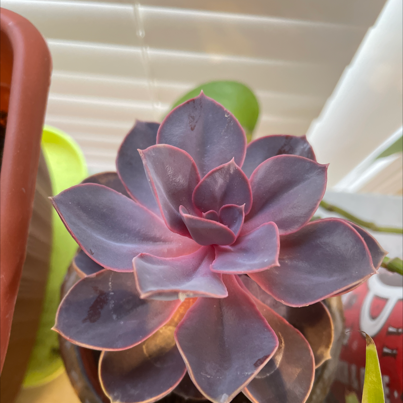 Echeveria 'Purple Pearl' succulent with vibrant purple leaves in a pot.