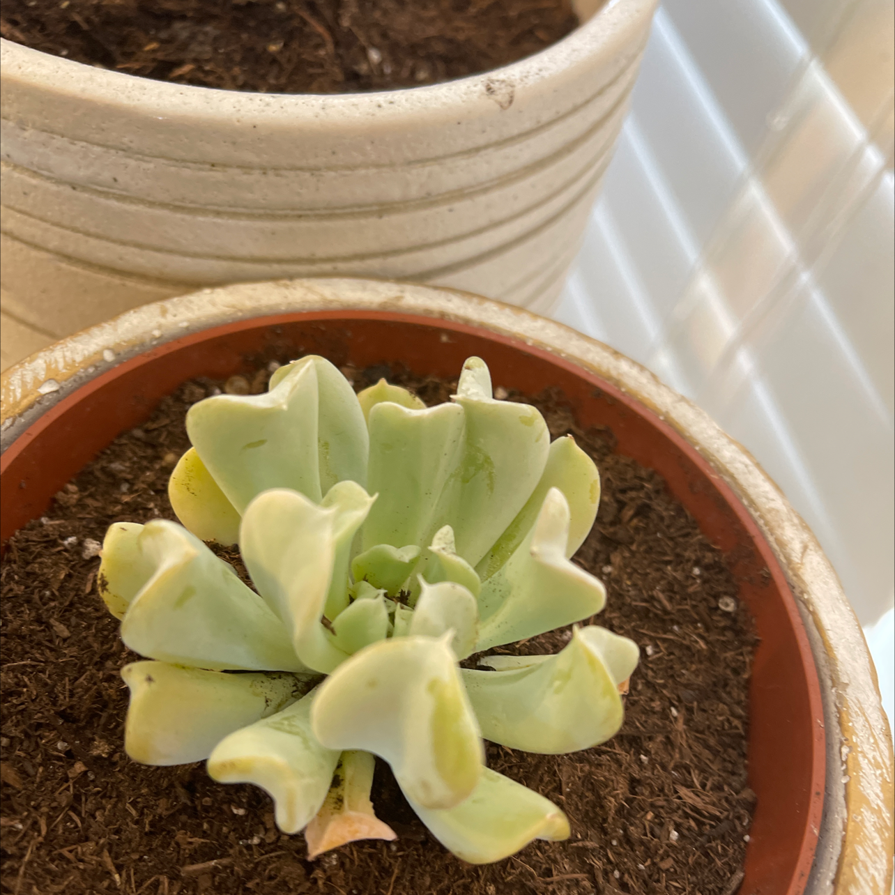 Echeveria 'Topsy Turvy' succulent in a small pot with some yellowing leaves.