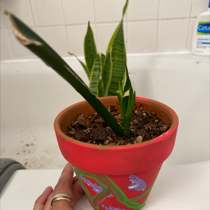 Snake Plant plant photo by @veggie__booty named Dad on Greg, the plant care app.