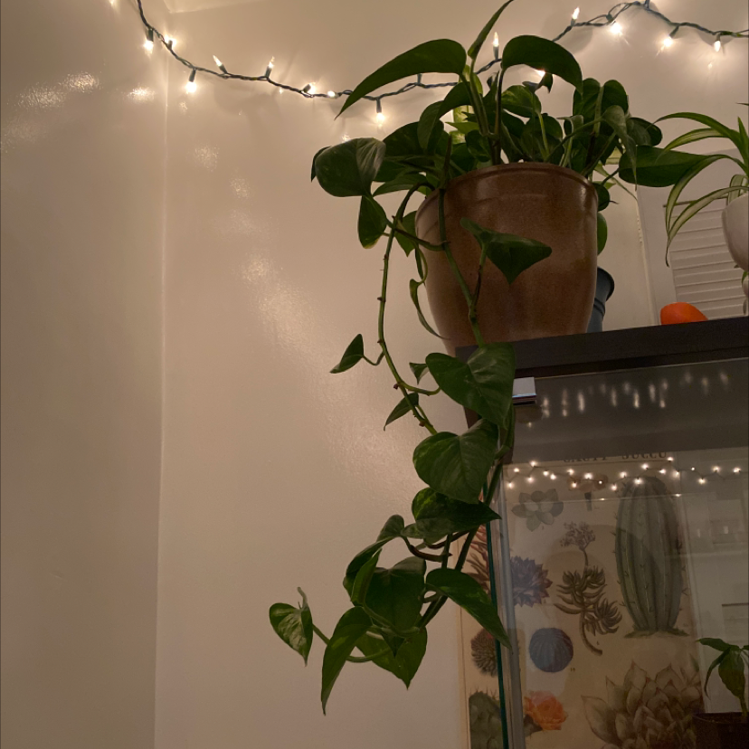 Taro Vine plant photo by @veggie__booty named Golden 1 on Greg, the plant care app.